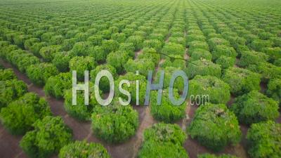 Aerial View Over Seemingly Endless Rows Of Crops In Central California - Video Drone Footage