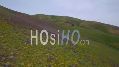 A Woman Walks Through Vast Wildflower Fields On A California Hillside - Video Drone Footage