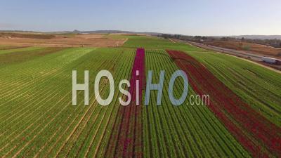 Vue Aérienne Sur Les Champs De Fleurs En Californie Près De Santa Maria, Californie - Vidéo Drone