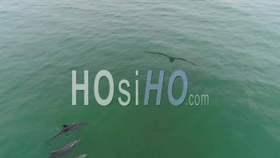 Aerial View Over Dolphins Swimming In Beautiful Green Ocean Water Near Malibu, California - Video Drone Footage