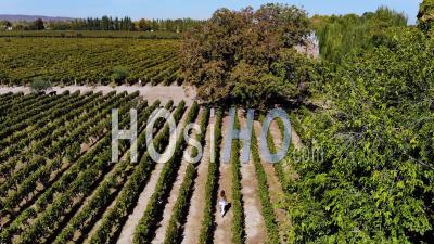 Aerial View Over A Woman Walking Through A Vineyard Winery In Argentina - Video Drone Footage