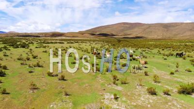 Aerial View Over Llamas Running On The Uyuni Plains In Bolivia - Video Drone Footage