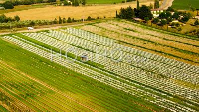 Agriculteurs Travaillant Dans Un Champ De Salade Sous Un Soleil D'été - Vidéo Drone