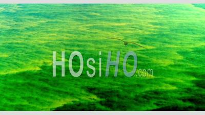Algues Bleues Ou Vertes De Cyanobactéries Visibles En Surface Sur La Mer Baltique - Vidéo Drone