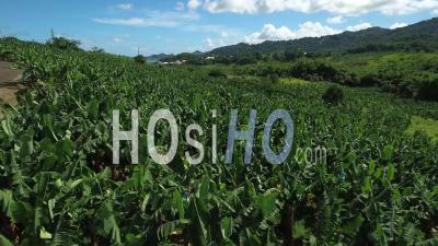Aerial View Of Banana Plantation - Martinique - Video Drone Footage