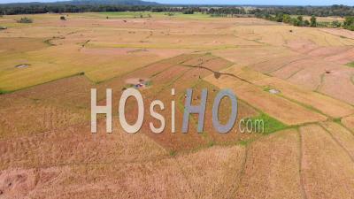 Rice Paddy Fields Getting Harvested, Philippines- Vidéo Drone