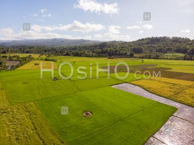 Agriculture Landscape With Rice Paddy Fields, Philippines, Drone View - Aerial Photography
