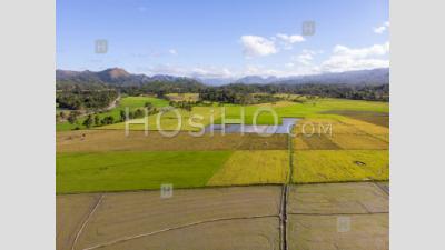Agriculture Landscape With Rice Paddy Fields, Philippines, Drone View - Aerial Photography