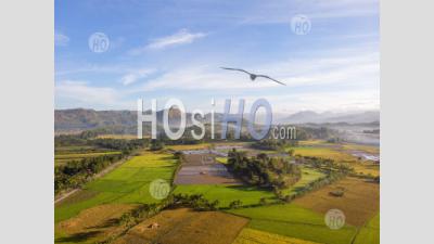 Paddy Field Landscape With Mountain Background, Philippines - Drone Point Of View - Photographie Aérienne