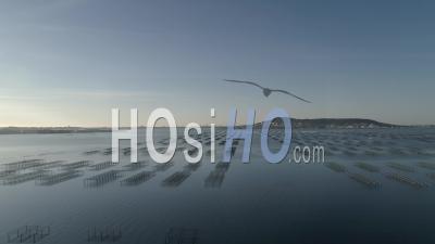 Vue Aérienne Des Parcs à Huîtres De Bouzigues (étang De Thau) - Vidéo Drone En été