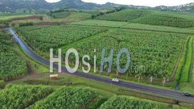 Aerial View Of Cars Driving Trough Banana Plantation - Video Drone Footage