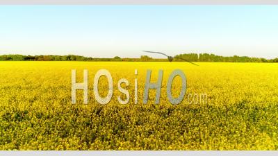 Yellow Canola Farm Fields In Sweden - Video Drone Footage