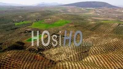 Aerial View Of (wide Shot) Typical Andalusian Rolling Hills With Green Fields And Olive Orchards