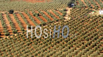 Aerial View Of (wide Shot) Olive Orchard With Lots Of Trees