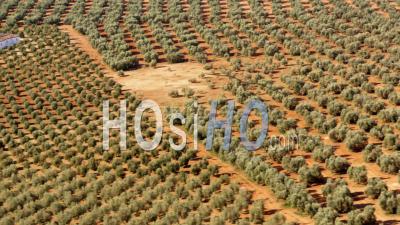Vue Aérienne D'un Verger D'oliviers Avec Beaucoup D'arbres