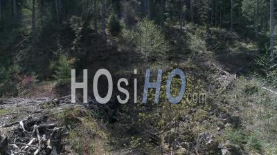 Vue Aérienne D'une Forêt Composée Principalement De Sapins De Douglas - Vidéo Drone