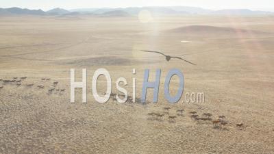 Aerial View Slow Motion Herd Of Wild Horses Running Across Plain