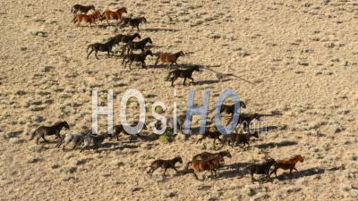 Aerial View Slow Motion Herd Of Wild Horses Running Across Plain