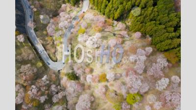 Sakura Trees Of Yoshino Mount, Nara Prefecture, Japan - Aerial Photography