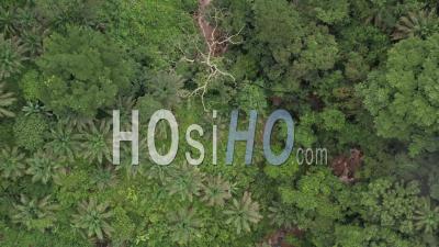 Survol De La Forêt Tropicale Et De La Rivière Au Cameroun Vidéo Drone