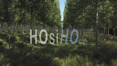 Poplar Trees Plantation, Video Drone Footage