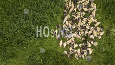 Aerial View Cute Domestic Duckling Walking In Green Grass Outdoor - Aerial Photography