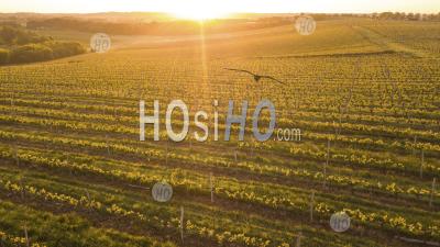 Aerial View Of A Green Summer Vineyard At Sunset - Drone Point Of View - Photographie Aérienne