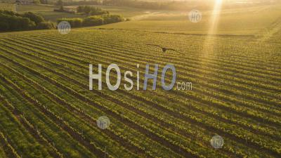 Aerial View Of A Green Summer Vineyard At Sunset - Aerial Photography