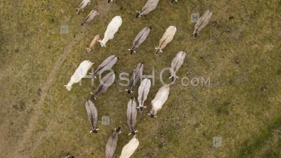 Aerial View Bazadaise Cows And Calves Daisy In The Meadow - Aerial Photography