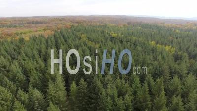 Fir Forest In Isère - Video Drone Footage