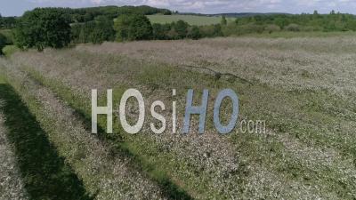 Aerial View Of A Flowering Orchard In Summer - Video Drone Footage