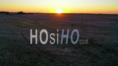 Sunset Of Cotton Growing In A Field In The Mississippi River Delta Region - Aerial Video By Drone