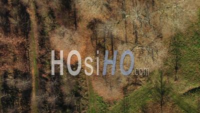 Canopée Dans La Forêt Limousine À L'automne - Vidéo Drone