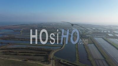 Loix Salt Marshes Vidéo Drone