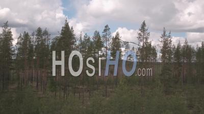 Fir Trees And A Helicopter In The Middle Of A Field, Tackasen, Sweden - Video Drone Footage