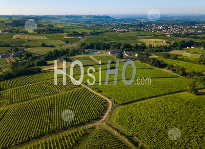 Aerial View, Bordeaux Vineyard, Landscape Vineyard - Aerial Photography
