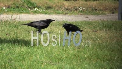 Ville De Toulouse, City Birds, Raven, Crows In A Park