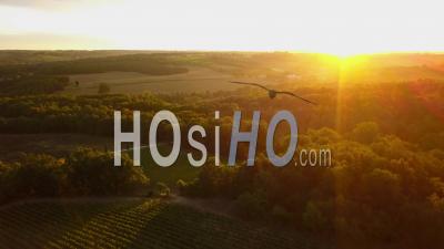 Lever Du Soleil Sur Le Vignoble Et Le Paysage, Vidéo Drone