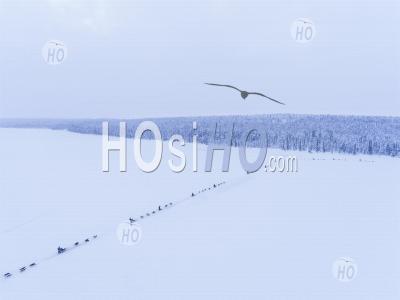 Vue Aérienne De Traîneau à Chiens Husky Sur Un Lac Couvert De Neige Gelée Dans Un Paysage Forestier D'hiver En Laponie En Finlande - Photographie Aérienne