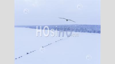 Aerial Of Husky Dog Sledding On A Frozen Snow Covered Lake In A Winter Forest Landscape In Lapland In Finland - Aerial Photography