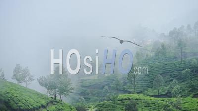 Clouds Of Mist Rolling Over The Green Landscape Of Munnar, India - Time Lapse