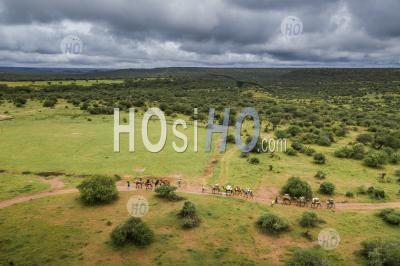 Camel Safari At Sosian Ranch, Laikipia County, Kenya - Aerial Photography