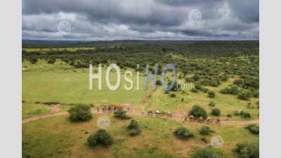 Camel Safari At Sosian Ranch, Laikipia County, Kenya - Aerial Photography