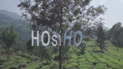 Vidéo Aérienne Par Drone Au-Dessus Des Plantations De Thé Dans Les Indian Hills, Kerala, Lors D'une Journée Ensoleillée