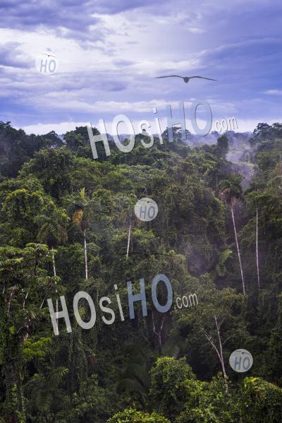 Amazon Rainforest At Sacha Lodge, Coca, Ecuador, South America