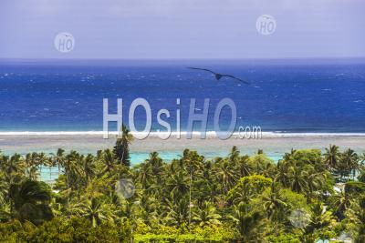Tropical Palm Tree Jungle With Blue Pacific Ocean Behind, At Rarotonga, Cook Islands, South Pacific Ocean