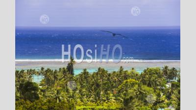 Tropical Palm Tree Jungle With Blue Pacific Ocean Behind, At Rarotonga, Cook Islands, South Pacific Ocean