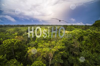Amazon Rainforest At Sacha Lodge, Coca, Equateur, Amérique Du Sud