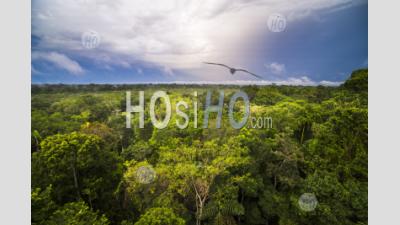 Amazon Rainforest At Sacha Lodge, Coca, Ecuador, South America
