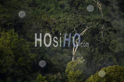 Paysage De Forêt Tropicale Dans Le Parc National D'aberdare, Kenya